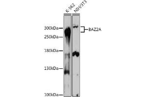 Western blot analysis of extracts of various cell lines, using BA antibody (ABIN7265937) at 1:1000 dilution. (BAZ2A antibody)