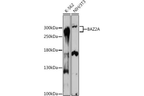 BAZ2A anticorps