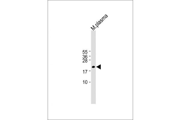 GPX3 antibody  (AA 93-123)