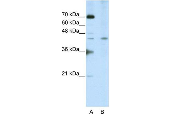 SURF6 antibody  (Middle Region)