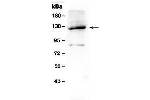 Western blot analysis of Vinculin using anti- Vinculin antibody . (Vinculin antibody  (AA 930-1134))