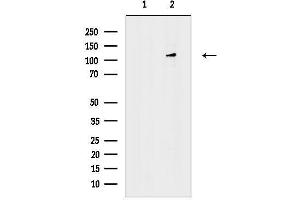 anti-Contactin 2 (Axonal) (CNTN2) (N-Term) antibody