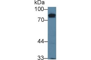 Detection of KEL in Mouse Testis lysate using Polyclonal Antibody to Kell Protein (KEL) (KEL antibody  (AA 49-358))