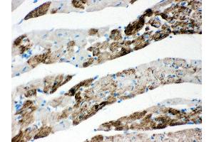 Anti- AIF Picoband antibody, IHC(P) IHC(P): Rat Cardiac Muscle Tissue