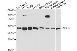 Western blot analysis of extracts of various cell lines, using NGDN antibody (ABIN6293911) at 1:3000 dilution. (NGDN antibody)