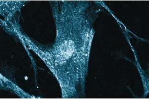 Immunofluorescent staining on WI38 cells. (CAMK4 antibody  (AA 1-241))