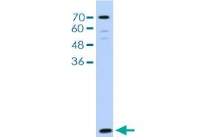 Western blot analysis of HepG2 cell lysate with LSM2 polyclonal antibody . (LSM2 antibody  (AA 46-95))