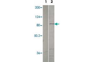 Western blot analysis of pre-immune serum (lane 1) and recombinant PDE2A protein (lane 2) using PDE2A polyclonal antibody  at 1:500 dilution. (PDE2A antibody  (C-Term))