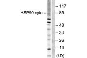 Western blot analysis of extracts from NIH-3T3 cells, using HSP90A Antibody. (HSP90AA1 antibody  (AA 683-732))