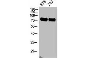 Western Blot analysis of NIH-3T3, 293 cells using ABCG2 Polyclonal Antibody. (ABCG2 antibody  (Internal Region))