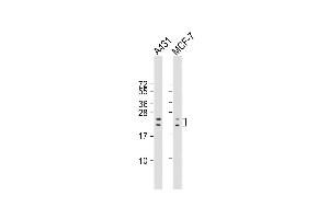 All lanes : Anti-RAC1 Antibody (S71) at 1:2000 dilution Lane 1: A431 whole cell lysate Lane 2: MCF-7 whole cell lysate Lysates/proteins at 20 μg per lane. (RAC1 antibody  (AA 49-78))