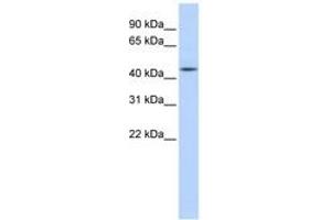 Image no. 1 for anti-Adenosylhomocysteinase (AHCY) (N-Term) antibody (ABIN6743591) (AHCY antibody  (N-Term))