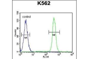 MOGT1 Antibody (C-term) (ABIN655264 and ABIN2844857) flow cytometric analysis of K562 cells (right histogram) compared to a negative control cell (left histogram). (MOGAT1 antibody  (C-Term))