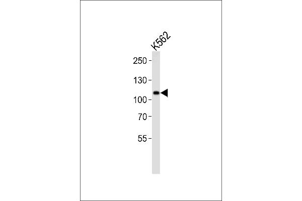 MIB1 antibody  (N-Term)