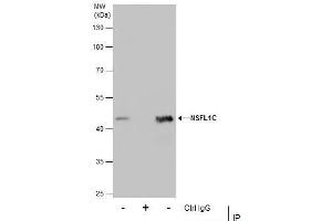 IP Image Immunoprecipitation of NSFL1C protein from A431 whole cell extracts using 5 μg of NSFL1C antibody [N1C2], Western blot analysis was performed using NSFL1C antibody [N1C2], EasyBlot anti-Rabbit IgG  was used as a secondary reagent. (NSFL1C antibody  (Center))