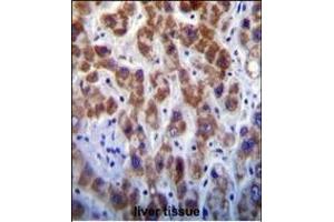 GOG8A Antibody (N-term) (ABIN655146 and ABIN2844767) immunohistochemistry analysis in formalin fixed and paraffin embedded human liver tissue followed by peroxidase conjugation of the secondary antibody and DAB staining. (GOLGA8A antibody  (N-Term))
