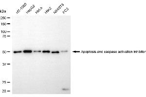 anti-Apoptosis, Caspase Activation Inhibitor (AVEN) antibody