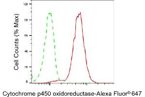 Flow cytometric analysis of Cytochrome p450 oxidoreductase expression in HepG2 cells using Cytochrome p450 oxidoreductase antibody (ABIN7799722), 1:2,000). (Recombinant POR antibody)