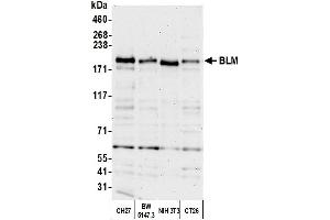 Western Blotting (WB) image for anti-Bloom Syndrome RecQ Like Helicase (BLM) (C-Term) antibody (ABIN7450034)