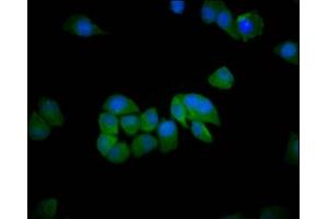 Immunofluorescence staining of Hela cells with ABIN7151209 at 1:200, counter-stained with DAPI. (SH3RF1 antibody  (AA 628-742))