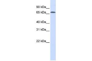 Western Blotting (WB) image for anti-Interferon Regulatory Factor 2 Binding Protein 1 (IRF2BP1) antibody (ABIN2459878) (IRF2BP1 antibody)