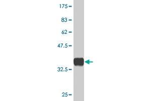 Western Blot detection against Immunogen (36. (PHF1 antibody  (AA 2-100))