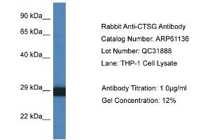 Western Blotting (WB) image for anti-Cathepsin G (CTSG) (C-Term) antibody (ABIN786341) (Cathepsin G antibody  (C-Term))