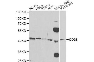 Western blot analysis of extracts of various cell lines, using CD38 Antibody (ABIN1871623) at 1:500 dilution. (CD38 antibody)