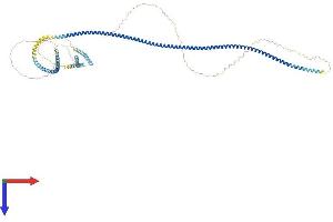 Coiled-Coil Domain Containing 30 (CCDC30) (AA 1-783) protein (His tag)