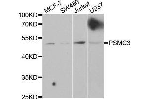 Western blot analysis of extracts of various cell lines, using PSMC3 antibody. (PSMC3 antibody  (AA 1-180))