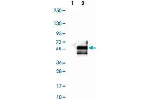 Western Blot analysis of Lane 1: negative control (vector only transfected HEK293T cell lysate) and Lane 2: over-expression lysate (co-expressed with a C-terminal myc-DDK tag in mammalian HEK293T cells) with GAS7 polyclonal antibody . (GAS7 antibody)