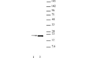 Histone H3. (Histone H3.1 antibody  (pSer28))