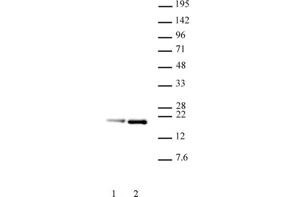 Histone H3.1 antibody  (pSer28)