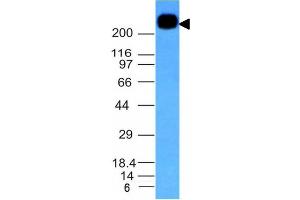 Western Blotting (WB) image for anti-Protein tyrosine Phosphatase, Receptor Type, C (PTPRC) antibody (ABIN6940442)
