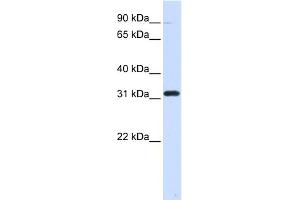WB Suggested Anti-EEF1B2 Antibody Titration: 0.
