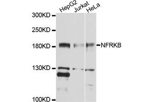 Western blot analysis of extracts of various cell lines, using NFRKB antibody (ABIN4904530) at 1:1000 dilution. (NFRKB antibody)