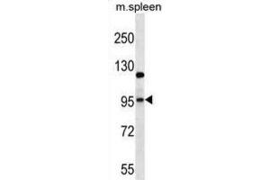 Western Blotting (WB) image for anti-Glutamate Receptor, Ionotropic, AMPA 4 (GRIA4) antibody (ABIN2997039) (GRIA4 antibody)
