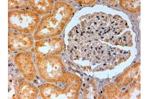 ABIN2560947 (2µg/ml) staining of paraffin embedded Human Kidney. (Adenosine A2b Receptor antibody  (C-Term))
