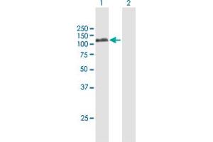 Western Blot analysis of PLG expression in transfected 293T cell line by PLG MaxPab polyclonal antibody. (PLG antibody  (AA 1-810))