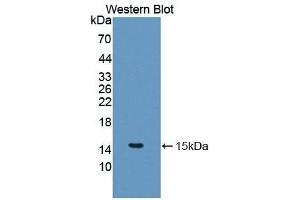 IL-5 antibody  (AA 20-134)