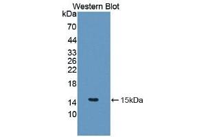 Detection of Recombinant IL5, Canine using Polyclonal Antibody to Interleukin 5 (IL5) (IL-5 antibody  (AA 20-134))