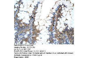 Human Intestine (PPIA antibody  (Middle Region))