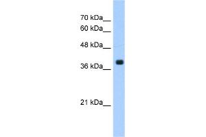 WB Suggested Anti-FNTA Antibody Titration:  1. (FNTA antibody  (C-Term))