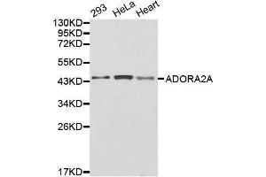 Adenosine A2a Receptor Antikörper  (AA 100-200)