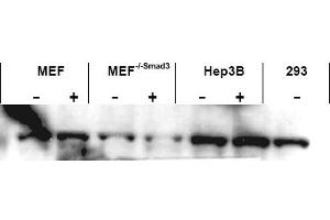 Image no. 1 for anti-SMAD, Mothers Against DPP Homolog 3 (SMAD3) (AA 417-425), (C-Term) antibody (ABIN401333) (SMAD3 antibody  (C-Term))