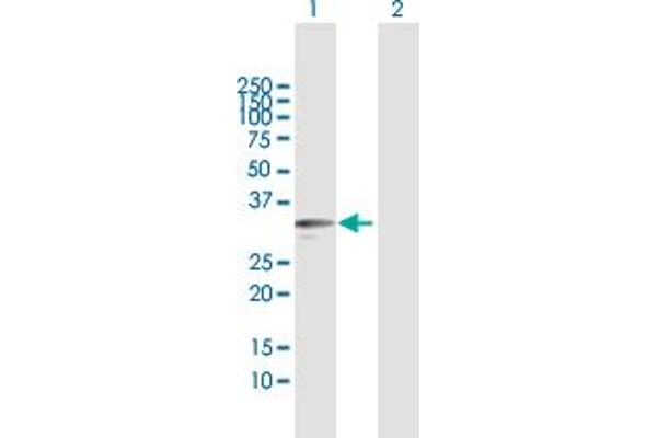 Kallikrein 9 antibody  (AA 1-250)
