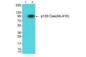 Western blot analysis of extracts from HuvEc cells using p130 Cas (Ab-410) antibody. (BCAR1 antibody  (Tyr410))