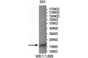 Western blot analysis of 293 cell lysate using FAM72A antibody. (FAM72A antibody  (AA 2-148))