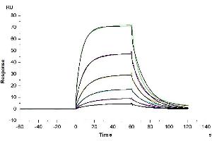 Anti-Alkaline Phosphatase Antibody captured on CM5 Chip via Protein A can bind Human Alkaline Phosphatase, His Tag with an affinity constant of 0. (Alkaline Phosphatase Protein (ALP) (AA 20-503) (His-DYKDDDDK Tag))