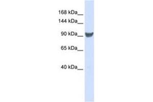 Image no. 1 for anti-Exportin 1 (XPO1) (C-Term) antibody (ABIN6742980)
